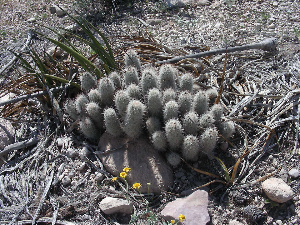 Image of Escobaria albicolumnaria Hester