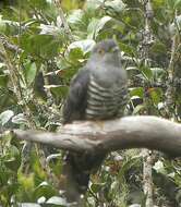 Image of Sunda Cuckoo