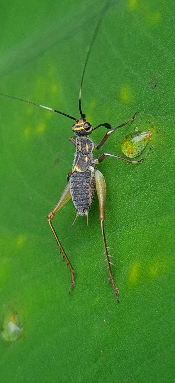 Слика од Phylloscyrtus amoenus Burmeister & H. 1880