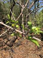 Image of Sweet-root corkwood