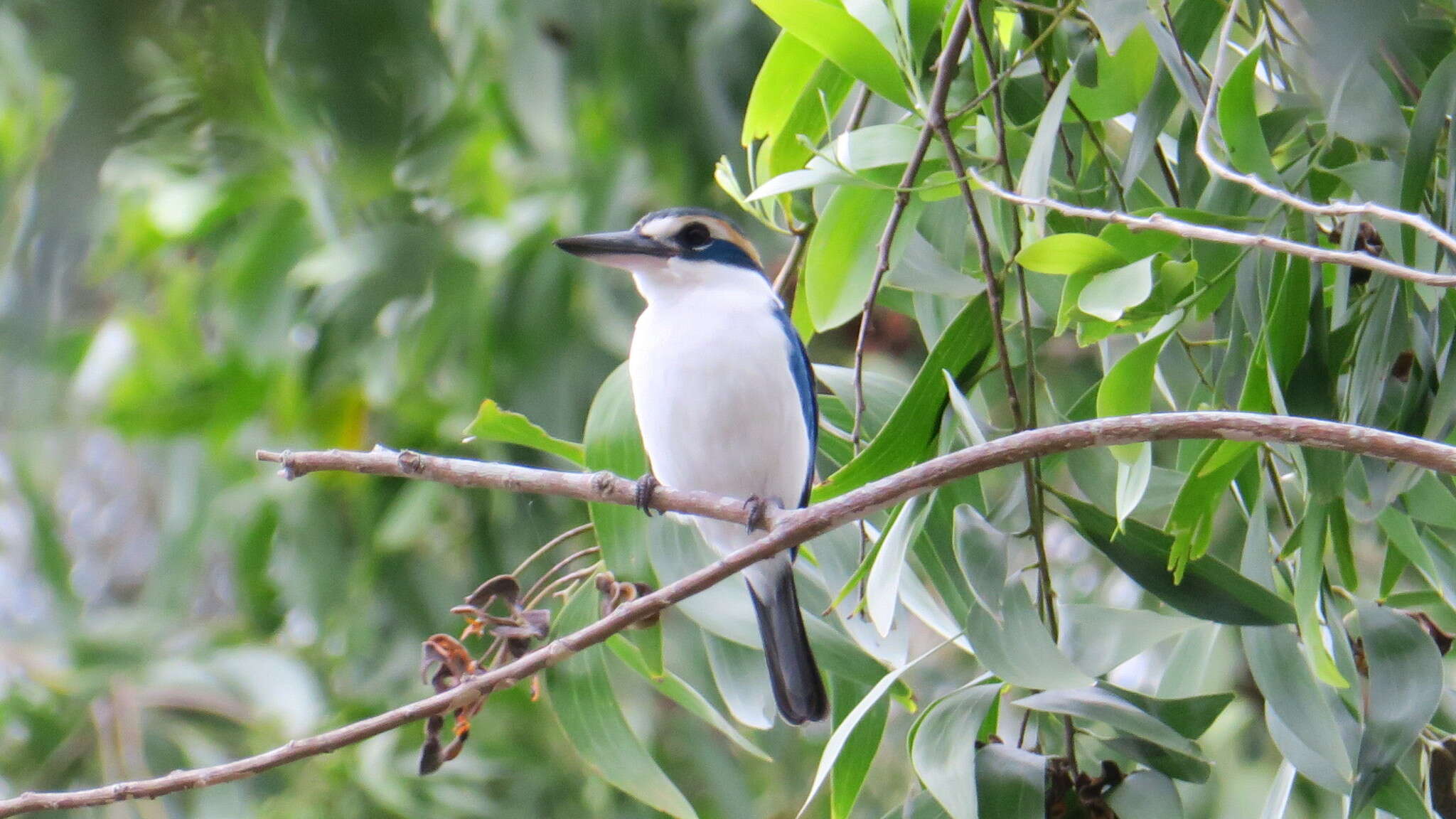 Image of Pacific Kingfisher