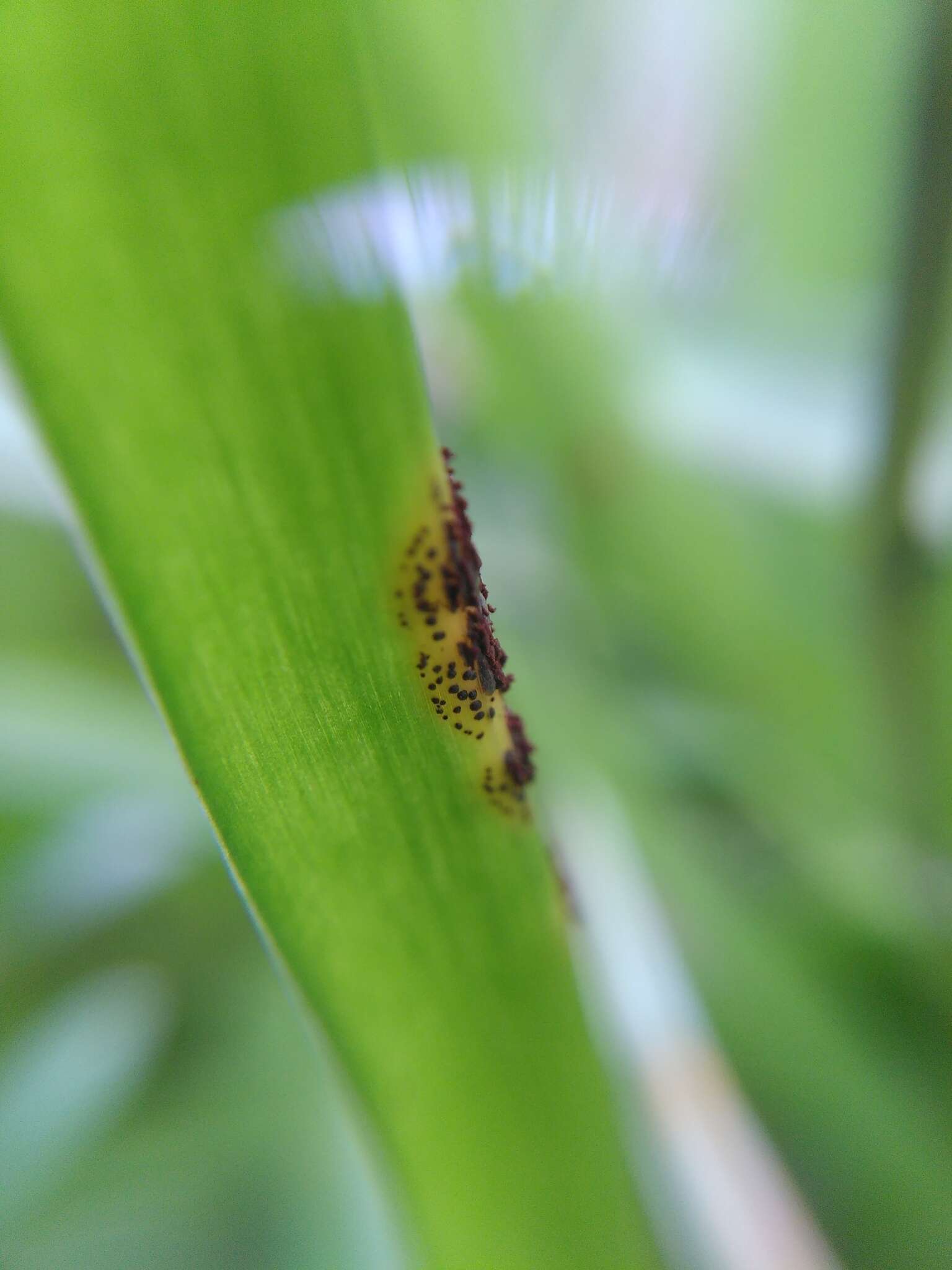 Uromyces hyacinthi W. Schneid. 1927的圖片