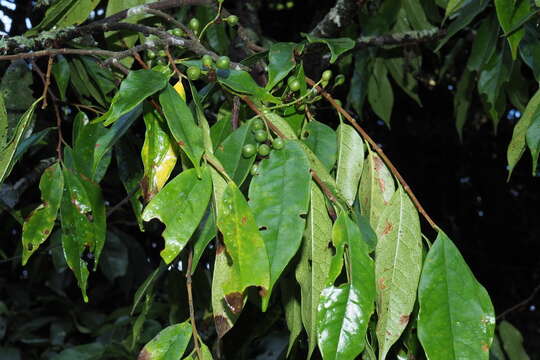 Plancia ëd Prunus phaeosticta (Hance) Maxim.