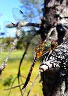 صورة Somatochlora flavomaculata (Vander Linden 1825)