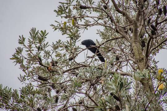 Image of Black-billed Koel