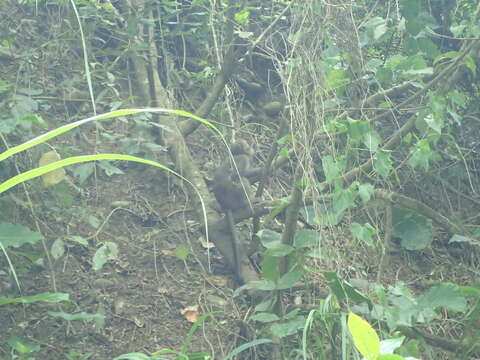 Image of Taiwan macaque