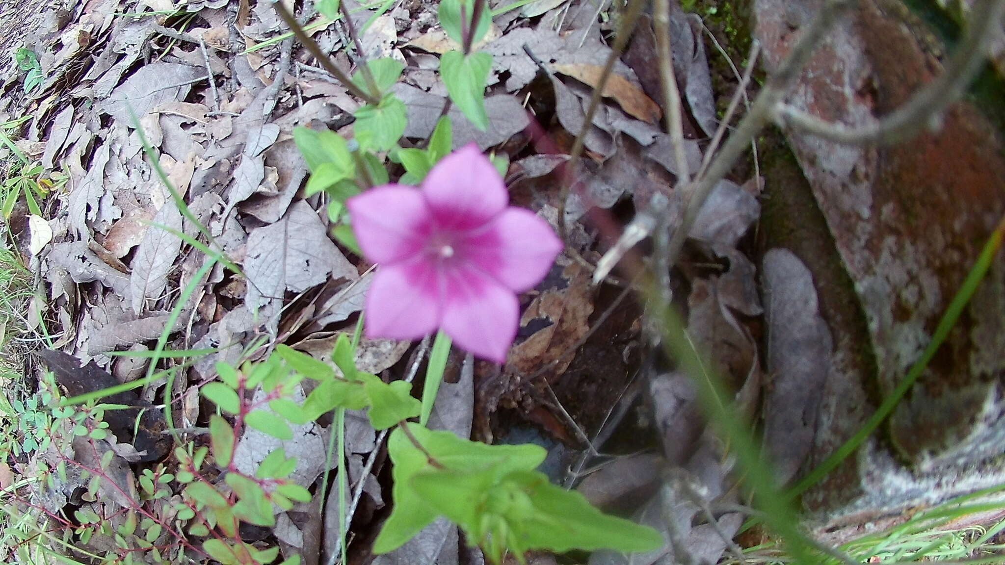 Imagem de Spigelia scabrella Benth.