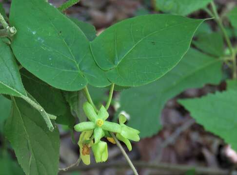 Image of yellow Carolina milkvine