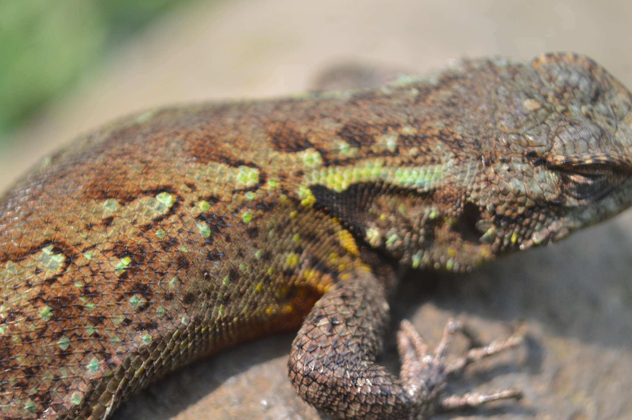 صورة Sceloporus grammicus Wiegmann 1828