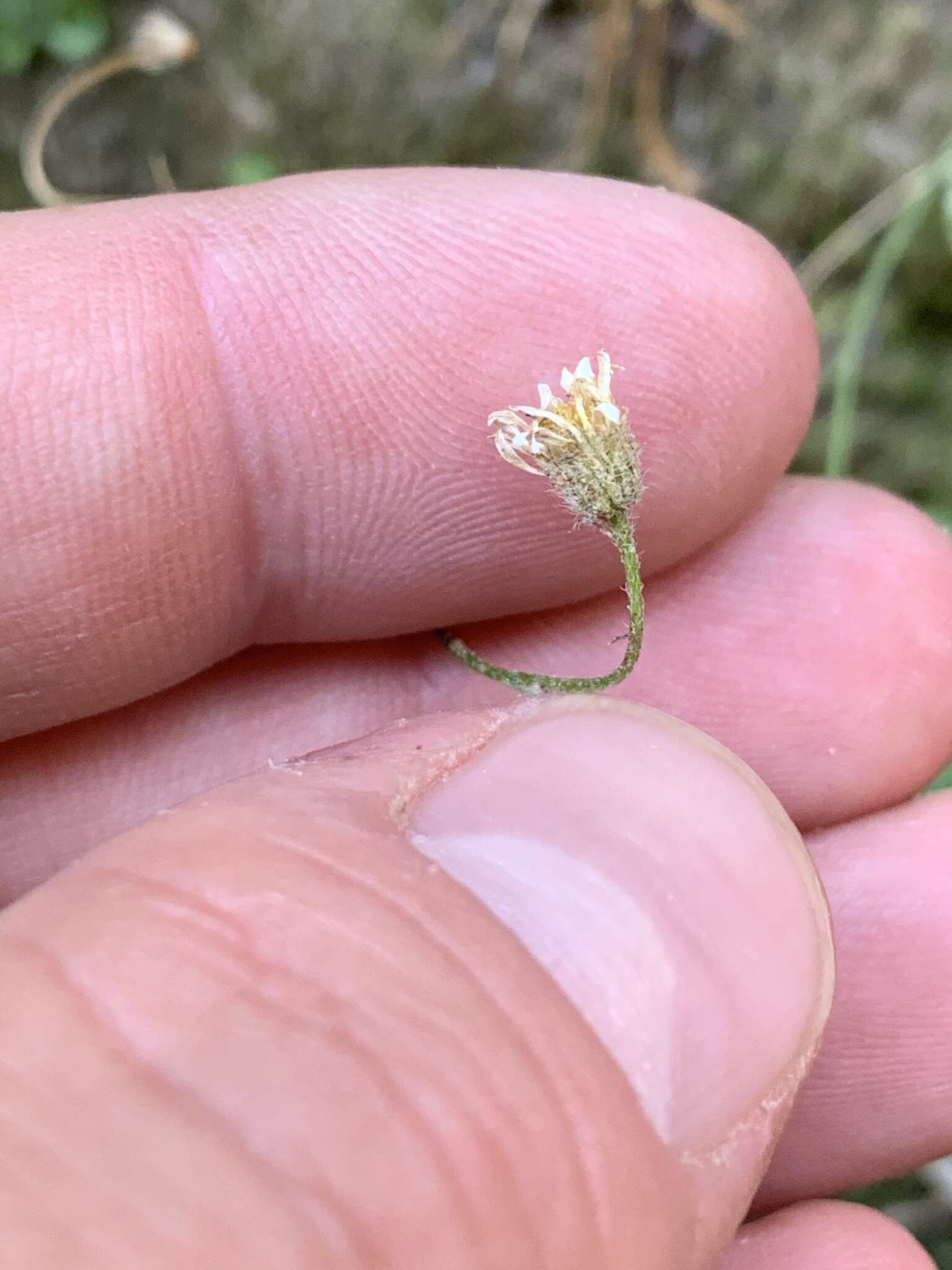 Image of Zion fleabane