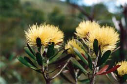 صورة Callistemon pancheri Brongn. & Gris