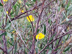 Image of tree poppy