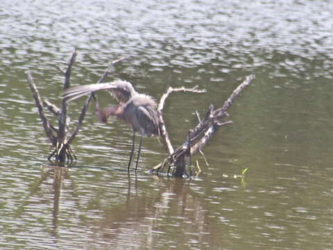 Image de Aigrette roussâtre