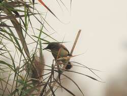 Image of Clamorous Reed Warbler