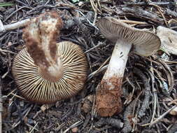 Слика од Tricholoma bonii Basso & Candusso 1997