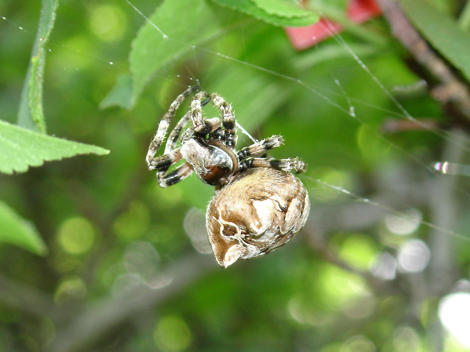 Image of Araneus grossus (C. L. Koch 1844)