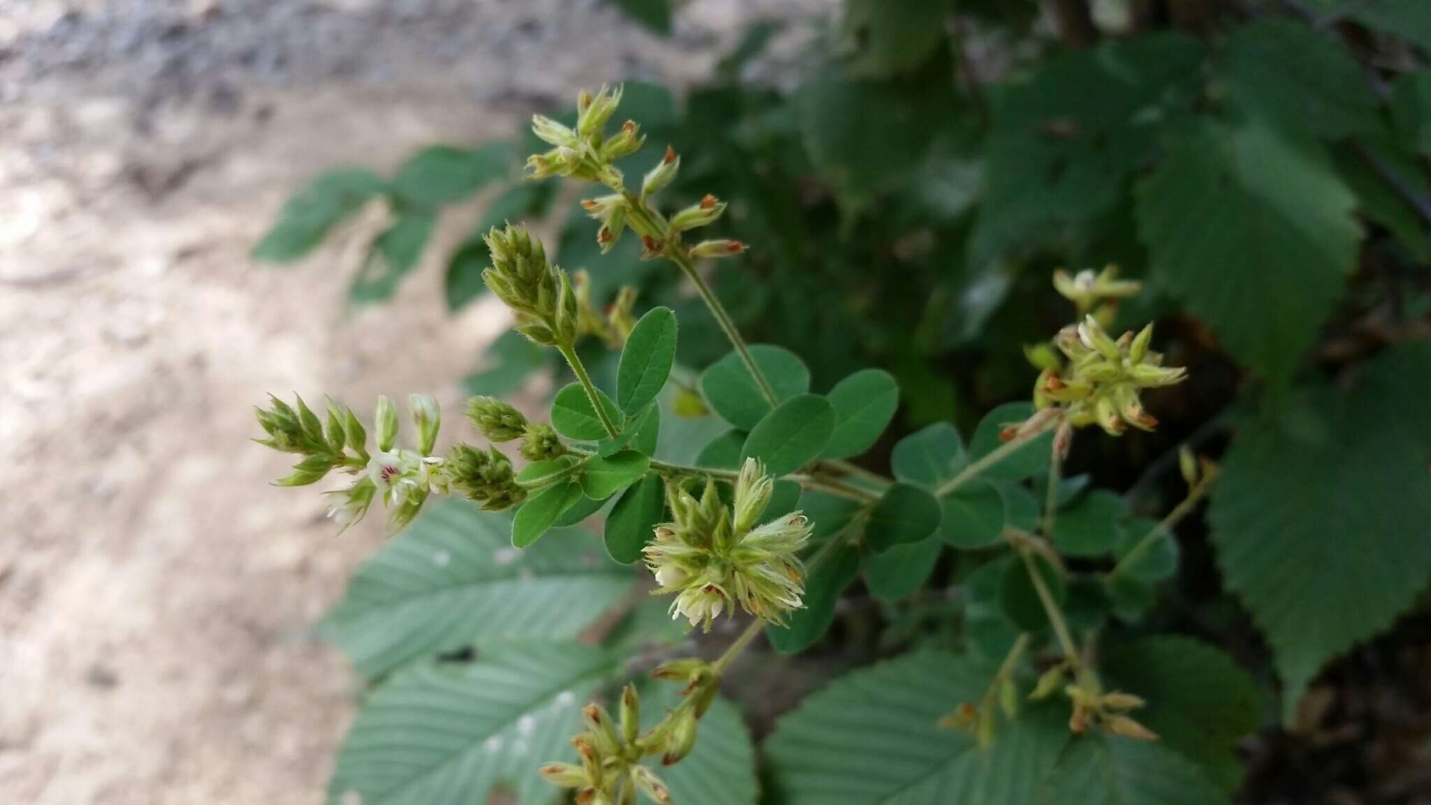 Image de Lespedeza hirta subsp. hirta