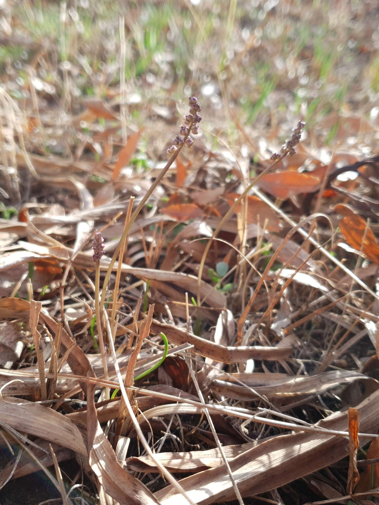 Image of Triglochin laxiflora Guss.