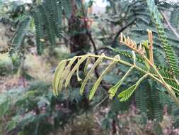 Sivun Acacia glaucocarpa Maiden & Blakely kuva