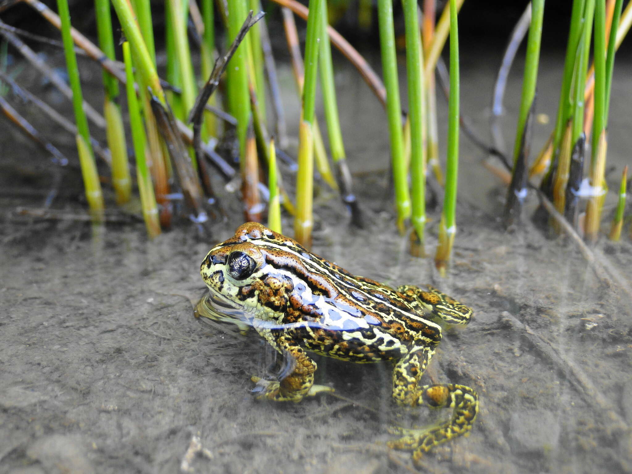 Image of Nannophryne variegata Günther 1870