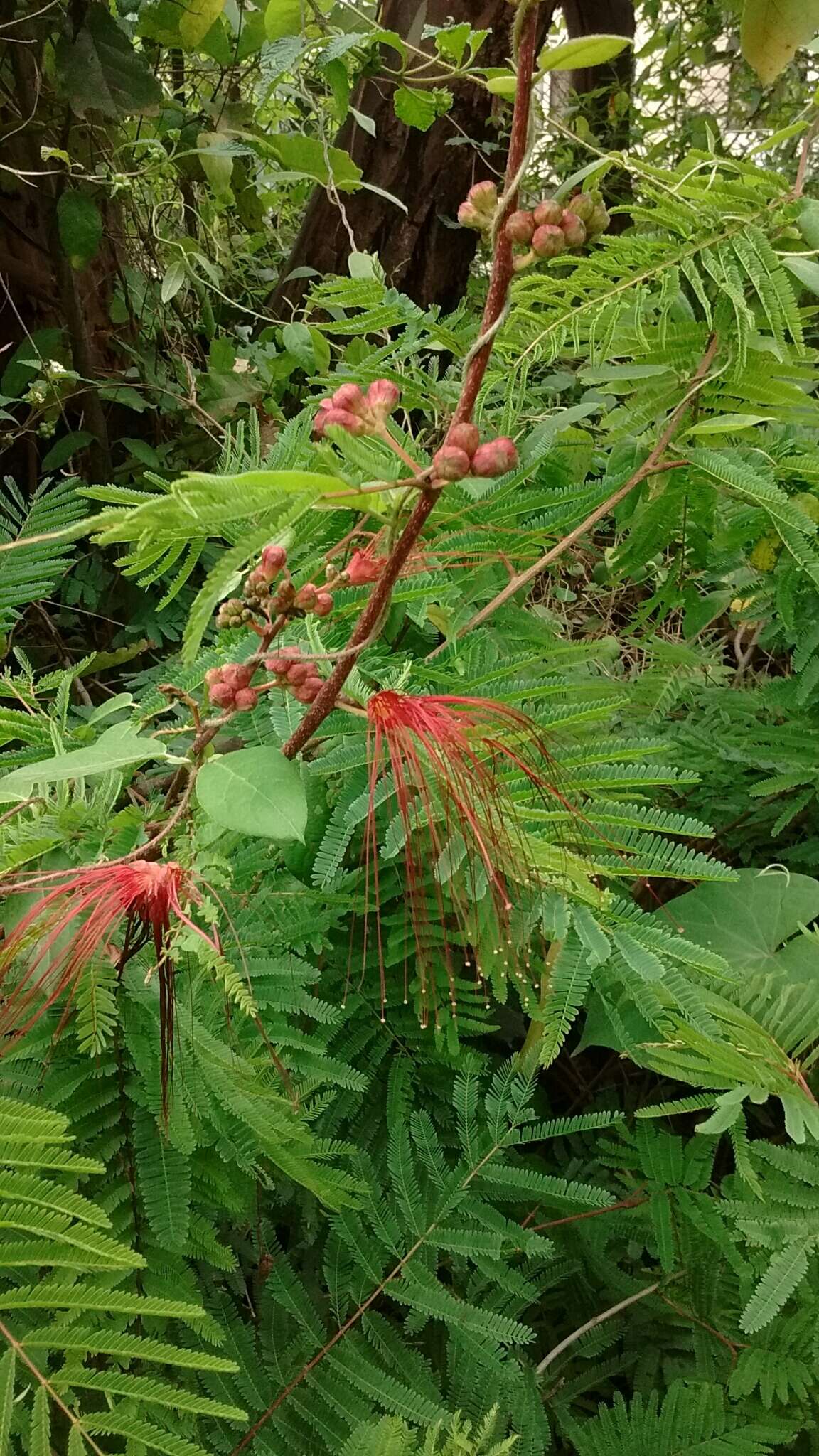 Image of Calliandra houstoniana var. anomala (Kunth) Barneby