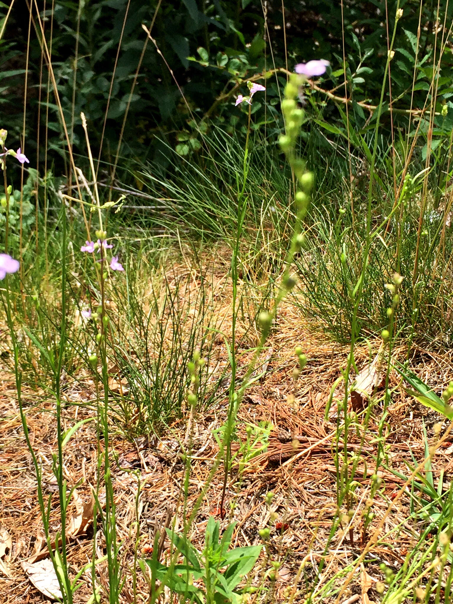 Plancia ëd Nuttallanthus canadensis (L.) D. A. Sutton