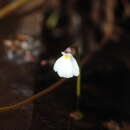 Utricularia linearis H. Wakab. resmi