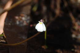 Utricularia linearis H. Wakab. resmi