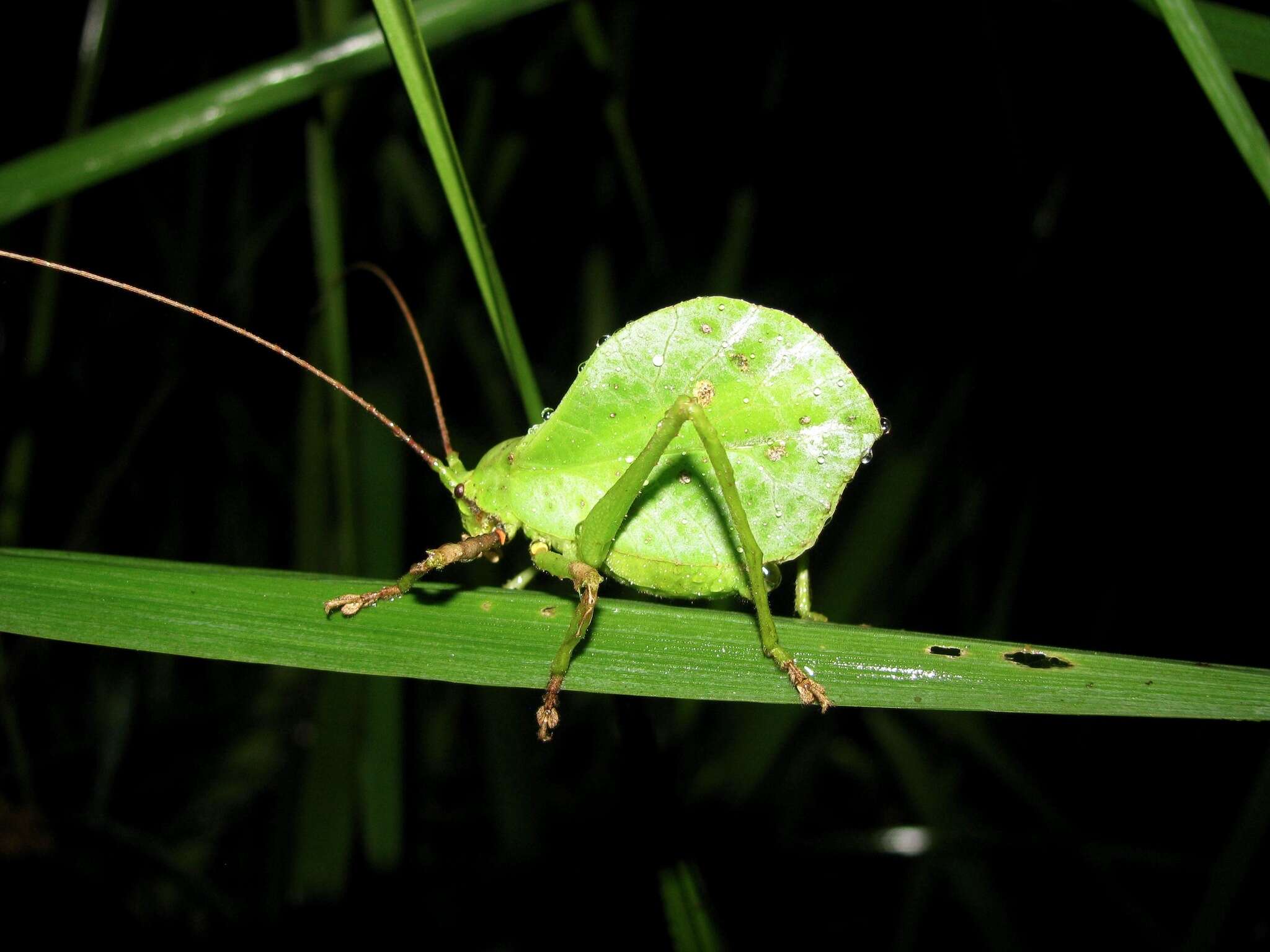 Image of Typophyllum spurioculis Baker, A., Sarria-S., G. K. Morris, Jonsson & Montealegre-Z. 2017