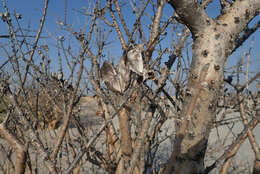 Image of Eastern sesame-bush