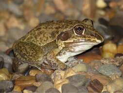 Image of Giant Frog