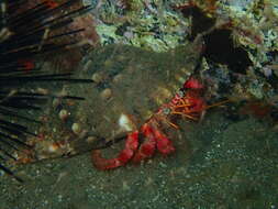 Image of Mediterranean hermit crab