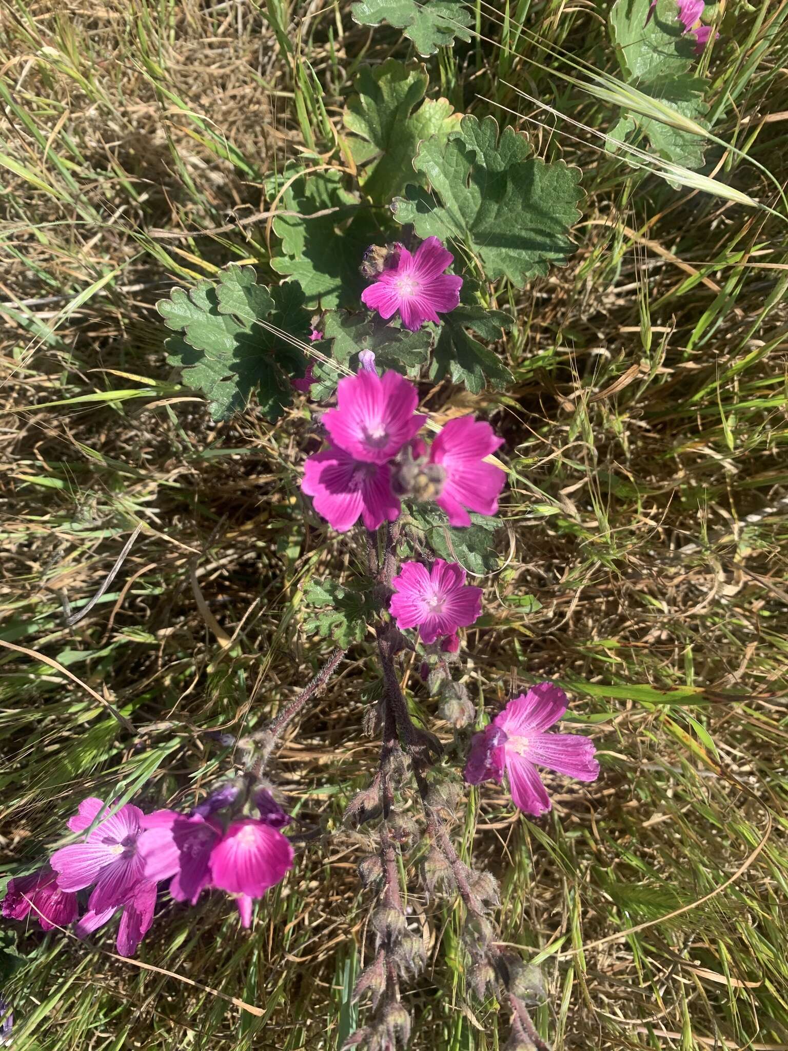 Image of dwarf checkerbloom