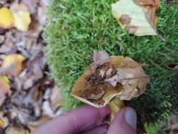 Image of Cortinarius citrinus J. E. Lange ex P. D. Orton 1960