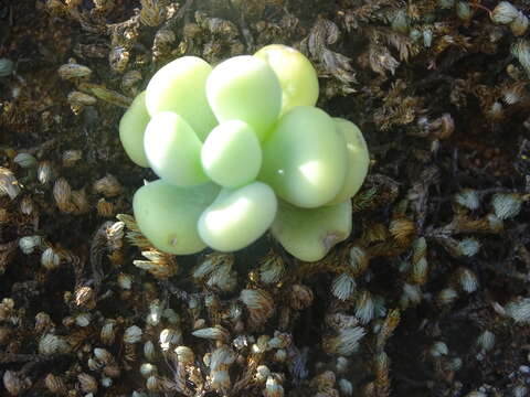 Image of Sedum allantoides Rose