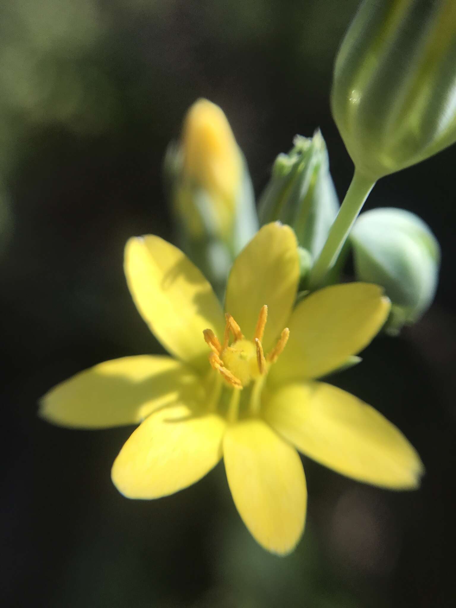 Image of Blackstonia acuminata (Koch & Ziz) Domin