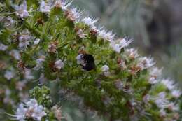 Echium sventenii Bramwell的圖片