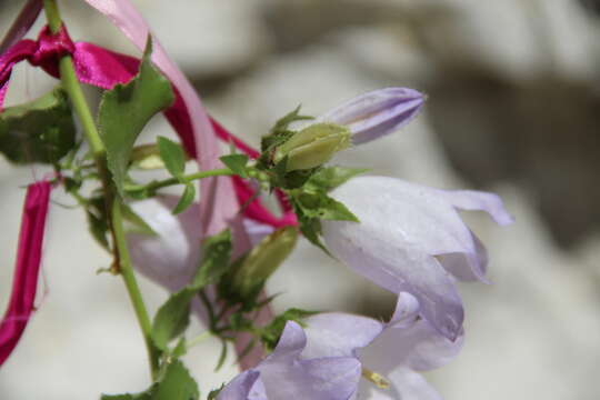 Image of Campanula mirabilis Albov