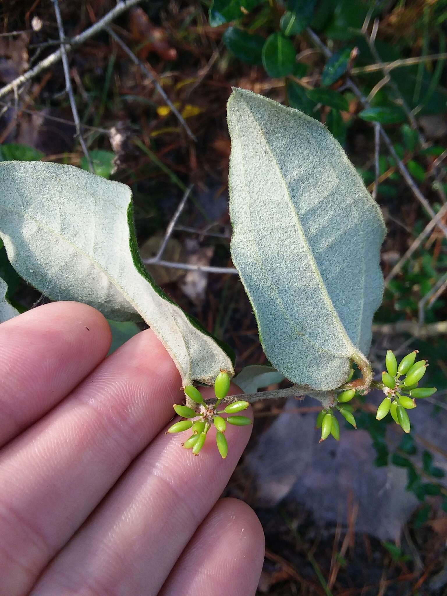 Image of Sarsparilla-Vine