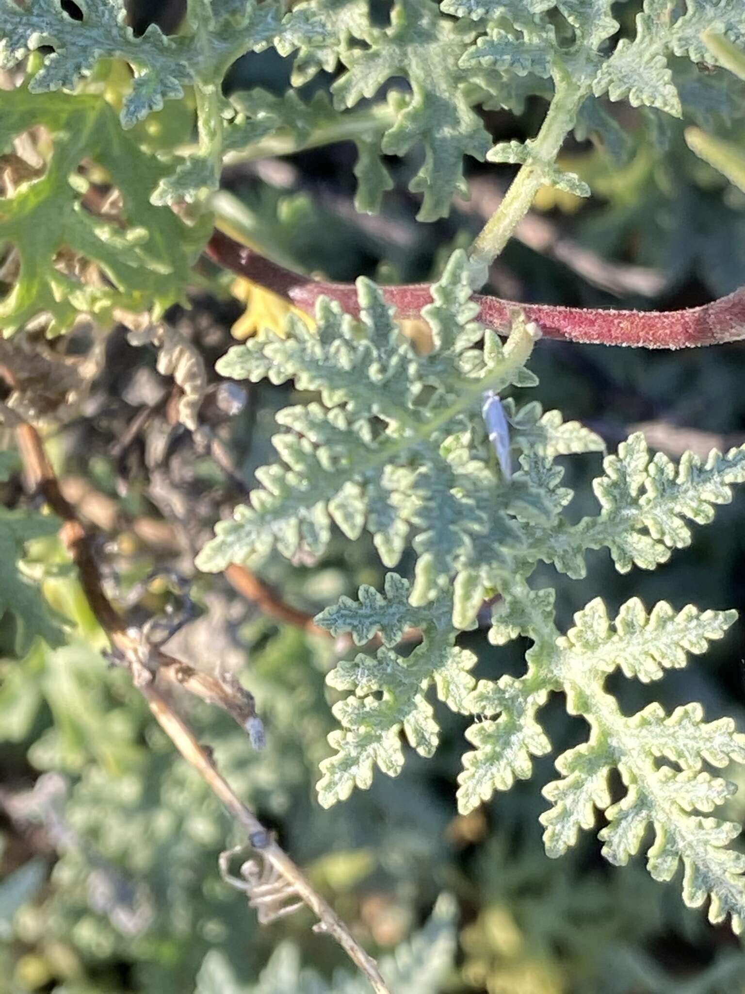 Image of Ambrosia camphorata (Greene) Payne