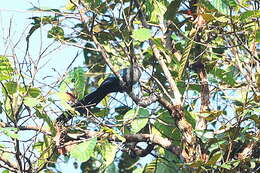 Image of Black-bellied Malkoha