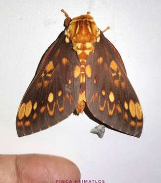 Image of Citheronia andina Lemaire 1971