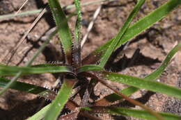 Image of Aloe minima Baker