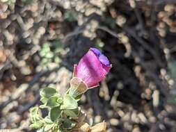 Image de Eremophila rotundifolia F. Muell.