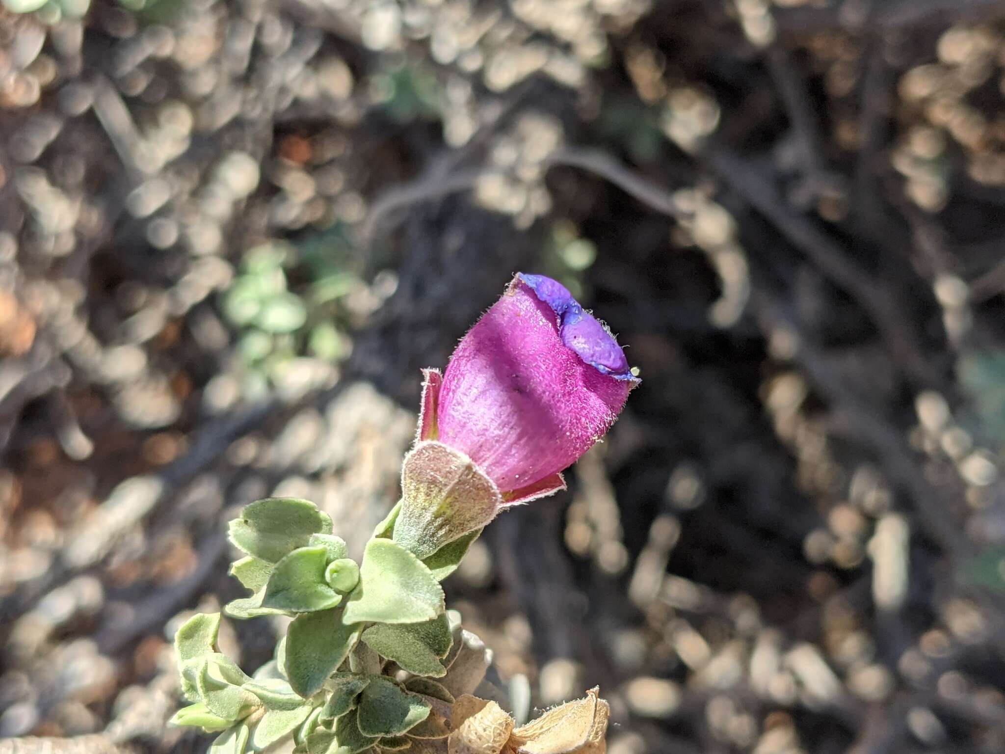 Imagem de Eremophila rotundifolia F. Muell.