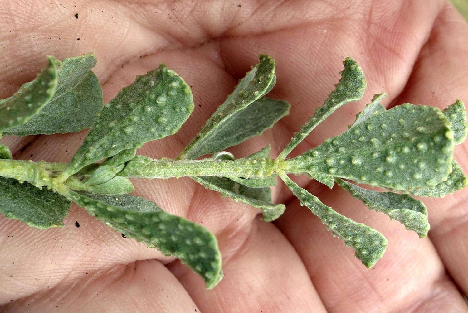 Image of Psoralea velutina