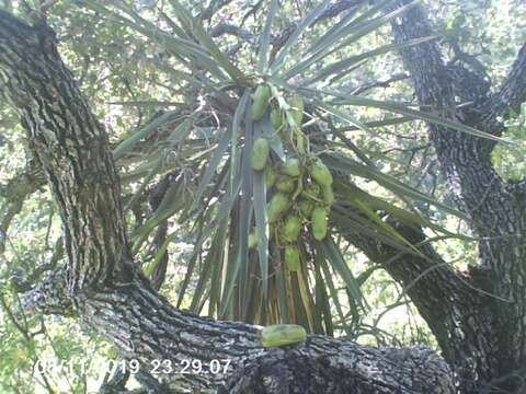 Image of Yucca capensis L. W. Lenz