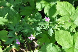 Imagem de Geranium palustre L.