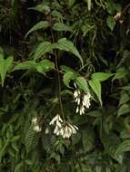 Image of Eupatorium tashiroi Hayata