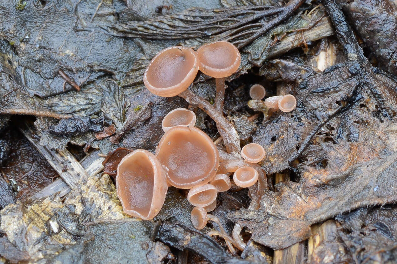 Image de Ciboria amentacea (Balb.) Fuckel 1870